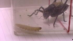 蝈蝈吃苏格兰角瓜视频,视频记录自然界的和谐共生