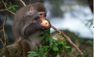 猴子吃佛手瓜视频播放,猴子大快朵颐佛手瓜欢乐瞬间