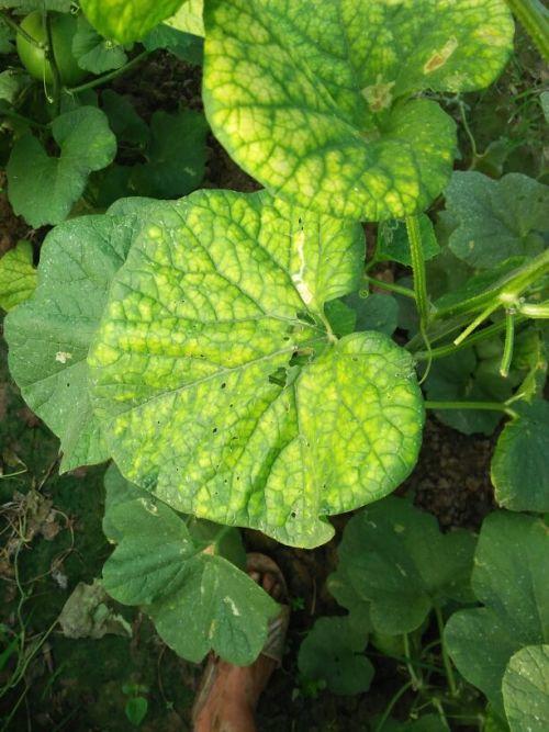 扶手瓜叶子怎么吃视频,视频教你轻松烹饪