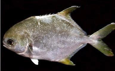 哪个鱼吃小瓜虫最好呢视频,揭秘哪种鱼最擅长吃小瓜虫