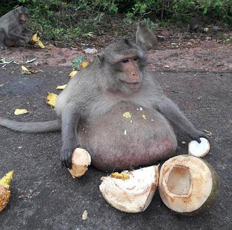讲猴子吃瓜的视频,趣味视频揭秘猴子吃瓜瞬间